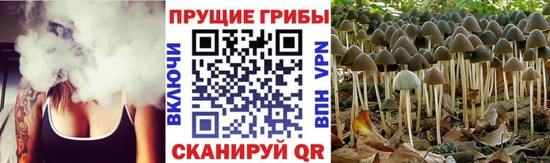 Купить где  Ува  Галлюциногенные грибы MAGIC MUSHROOMS 